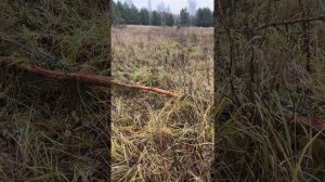 ЗАГОННАЯ ОХОТА НА ЛОСЯ В ДИКИХ ЛЕСАХ СИБИРИ.