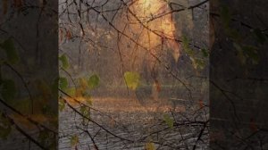 Алые розы  🌹 А.Фелер