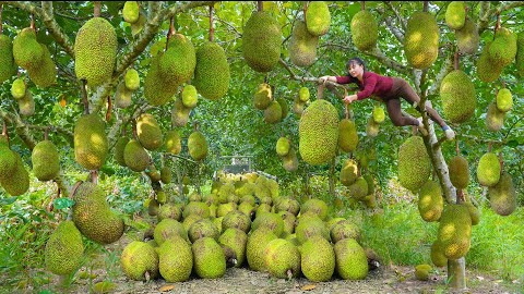 Собираю много джекфрутов, и везу их на грузовичке на сельский рынок для продажи. Жизнь во Вьетнаме