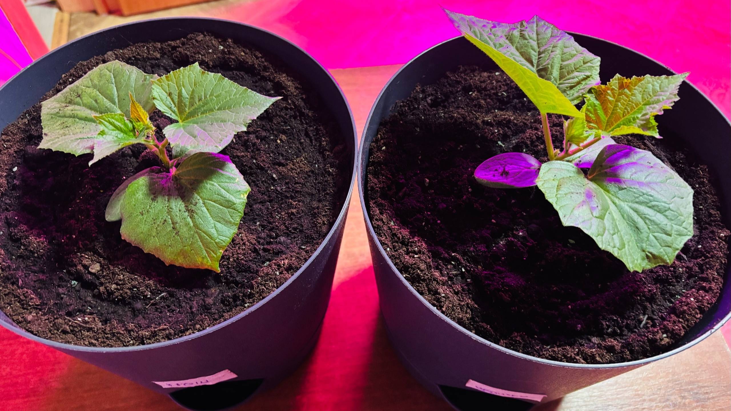 🌱ОГОРОД НА ПОДОКОННИКЕ! Интересный Способ Выращивания ОГУРЦОВ!!!