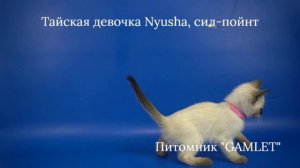 Тайская девочка Nyusha Gamlet, окрас сил-пойнт 1,5 месяца - ищет хозяев!
