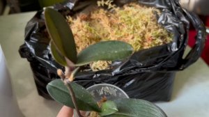 Лесной мох и мох с болот