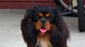 играем в 99 ночей в лесу