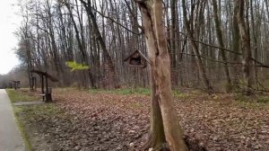 БЕЛОЧКА в Городской РОЩЕ