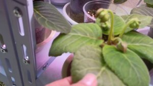 Какие лампы я использую для подсветки моих глоксиний? 🤔
Вот такие 😊 #глоксиния #лампы #подсветка