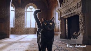 Как Кoт Жeниxoв Пpoгoнял (пecня-скaзкa)