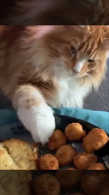 Не корми если сможешь 😼