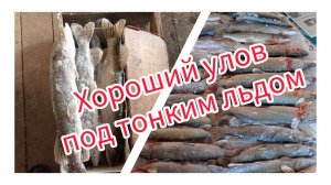 Хороший улов под тонким льдом