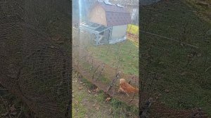 Куриные бега