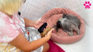 Роды у собаки! Щенкам 1 минута... 1 месяц... и сразу 3 месяца!