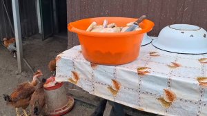 Навела порядок в палисаднике. Занимаюсь птицей.