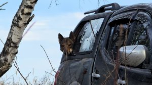 Многопородные на охоте