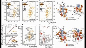 VDAC1: Тайная жизнь канала-убийцы в митохондриях запускает апоптоз, обезоруживая защиту клетки