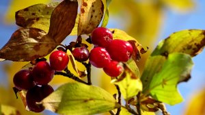 Ноябрь у Спящей Красавицы (гора Курбанка)