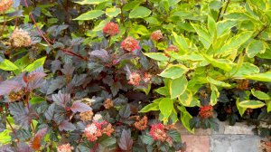 Зеленая изгородь. Особенности формирования, частота высадки и периодичность стрижки.