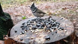 Экотерапия 56 серия.