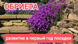 ОБРИЕТА // РАЗВИТИЕ В ПЕРВЫЙ ГОД ПОСАДКИ