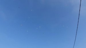 09.11.25 г. Андижанская порода голубей (3)