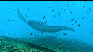 Бали 2025 октябрь Манта дайвинг Нуса Пенида