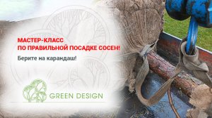 Мастер-класс по правильной посадке сосен: берите на карандаш