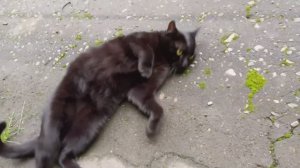 Накормила Бездомных котиков.