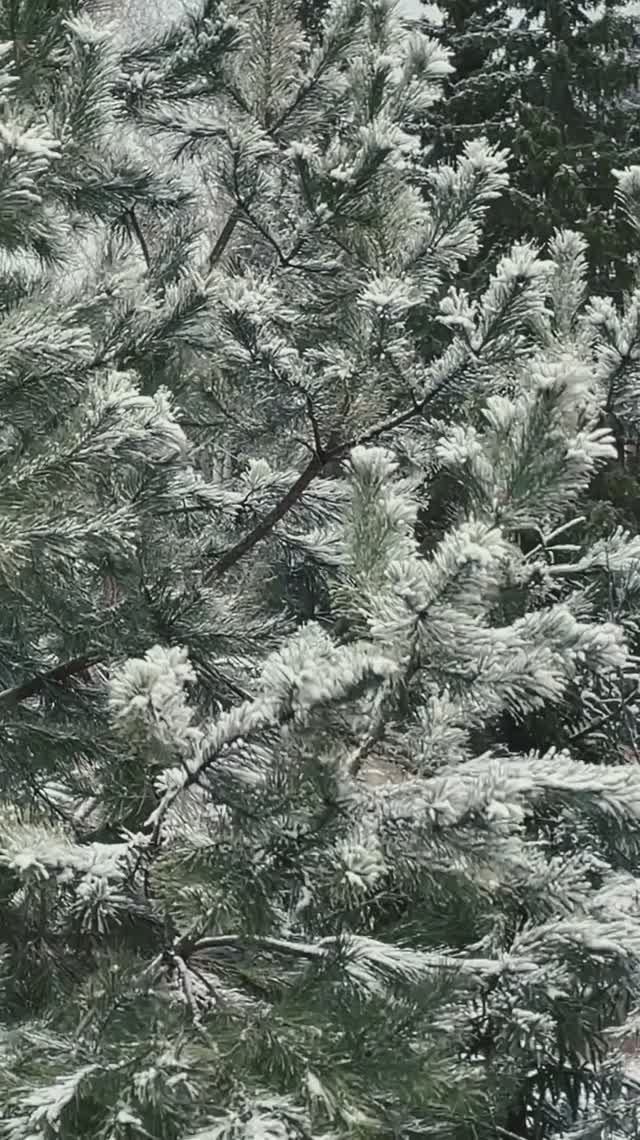 Зачарованный лес