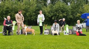 31.08.2025, СПб. Клуб "Бэст-Клуб" (РКФ, РФСС). Выставка собак "БЭСТ-ШОУ ОСЕНЬ" (САС, ЧРКФ)