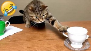 Смешные моменты с животными 😹🐕