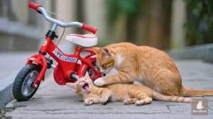 Как котик с велосипеда упал
