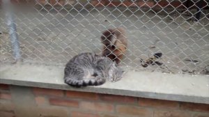 Обезьяны и кошки