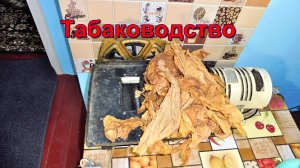 Табакорезка  А. Фролов - второй год работы