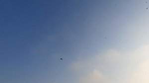 09.11.25 г. Андижанская порода голубей (2)