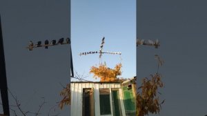 VID_20251109_151636.mp4