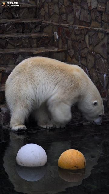 Медведица Хаарчаана хочет достать игрушки, но не заходит в воду. Ленинградский зоопарк