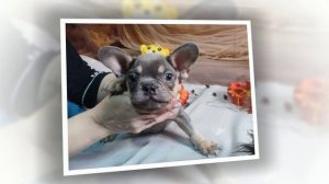 щенки француза на продажу