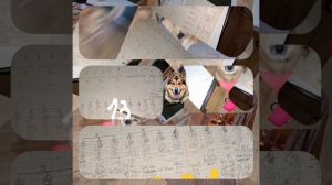 1000039728.mp4 (Собака смотрит на монтаж электропроводки ( по аварийным ситуациям ) в доме А-фрейм)