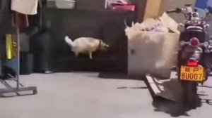 AmperVadász [tumblr_rs5a8wX74r1w5pr9j]