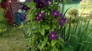 обзор клематисов