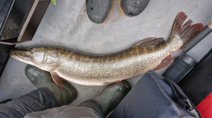 Охота на осенних жаб. Истринское водохранилище. 09.11.25. 🐸🎣💪