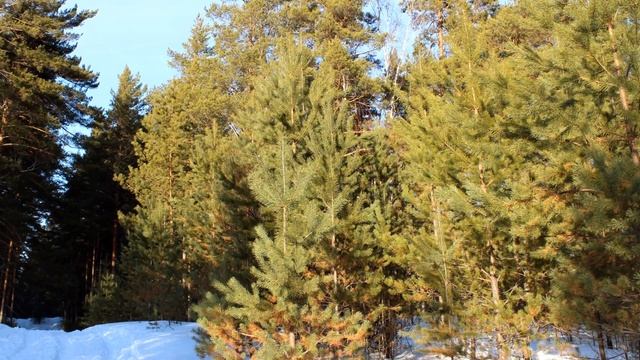"Белый снег" смотреть онлайн
