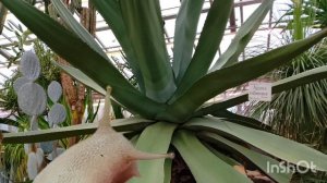 Из хмурой осени в жаркое лето? Приключения в ботаническом саду.