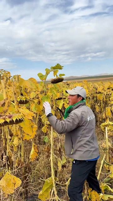 Уборка подсолнуха