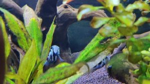 Нерест попугайчиков, будем наблюдать.