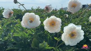 Белый ИТО-пион Love Affair / Сад Ворошиловой