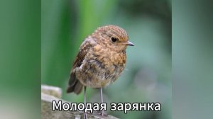 Зарянка, или малиновка: лесной огонёк, друг садовника