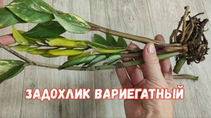 Реанимация Замиокулькаса вариегатного, даже слабый цветок оживет и нарастит мощные клубни и листья