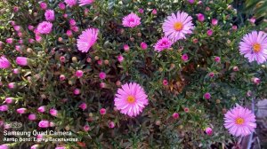 Носочный блюз осени//Сезон 2//Мои Сентябринки😊//Завершила коллекцию Осенние цветы