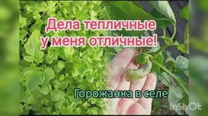 Дела тепличные у меня отличные.