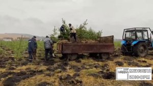 В посёлке имени Воровского посадили  7 тысяч саженцев сосны и ели.