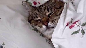 Баю-баюшки-баю!